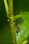 Ichneumonidae - Pimplinidae - 9 mm - Real - 25.12.2017