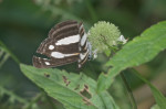 Nymphalidae - Limetidininae - 35 à 40 mm - Real- 25.12.2017