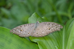 Nymphalidae - Nymphalinae - Nymphalini - 60 à 65 mm - May It - 29.12.2017