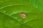 Chrysomelidae - Cassidinae - Apisdomorpha - 3 mm - Talipanan - 28.11.2017