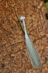 Mantidae - Leptomantalla sp - 40 mm - Talipanan - 2.12.2017