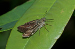 Hesperiidae - Hesperinae - Halpe luteisquama - (Mabille,1876) - 30 à 35 mm envergure - Talipanan - Mindoro - 2.12.2017
