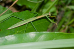Mantidae - 60 à 65 mm - Talipanan - 4.12.2017