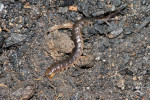Scolopendridae - Scolopendra - 45 mm environ - Talipanan - 6.12.2017