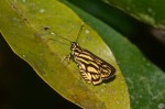 Hesperiidae - Hesperiinae - Pyroneura liburnia liburnia - Hewitson 1868 - 25 mm - Magdiwag - 17.4.2018