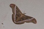 Saturniidae - Saturniinae - Samia luzonica - 180 mm - Sibuyan - 17.4.2018