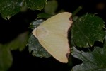Geometridae - Ennominae - Hypochrosini - Achrosis sp - 30 mm - Sanctuary Garden - 18.4.2018