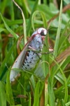 Erebidae - Arctiinae - Aloa sp - 35 mm long - Sanctuary Garden - 21.4.2018