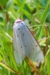 Erebidae - Arctiinae - Aloa  sp - 35 mm long - Sanctuary Garden . 21.4.2018