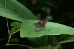 Hesperiidae - Hesperiinae - Notocrypta feisthamelii alinkara - Frushtorfer 1911 - 30 mm - Cajidiocan - 25.4.2018