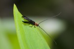 Cerambycidae - 18 à 20 mm - May It - 18.5.2018