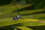 Cerambycidae - Blepephaeus agenor - 35 mm - Cajidiocan - 26.4.2018