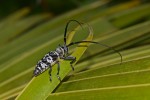 Cerambycidae - Blepephaeus agenor ( Newman,1842 ) - 35 mm - Cajidiocan - 26.4.2018