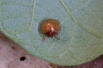 Chrysomelidae - Cassidinae ? - 7 mm - Romblon - 15.4.2018