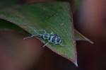 Curculionidae - 8 mm - May It - 18.5.2018