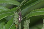 Cerambycidae - 12 mm - Real - 4.4.2018