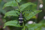 Cerambycidae - indéterminé - Femelle - Real - 4.4.2018
