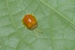 Chrysomelidae - Cassidinae - 9 mm - Talipanan - 19.3.2018