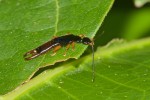 Spongiphoridae - 12 mm - Talipanan - 19.3.2018