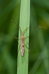 Alydidae - Leptocorisinae - 15 mm - May It - 18.5.2018