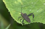 Coreidae - Leptoglosus - 15 mm - Sibuyan - 4.5.2018
