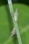 Dictyopharidae - Larve - 9 mm - Talipanan - 17.3.2018