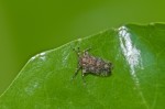 Cixiidae Pentastiriini7 mm - Romblon - 16.4.2018