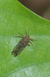 Cixiidae Pentastiriini - 7 mm - Magdiwag - 19.4.2018