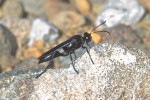 Sphecidae - 30 mm - Magdiwag - 9.5.2018