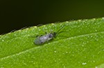 Ichneumonidae - Pimpilinae ? - 2 à 3 mm - Cajidiocan - 25.4.2018