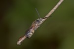 Scoliidae - Scoliinae - Scoliini - Campsomerini - Mâle - 18 mm - Sibuyan - 8.5.2018