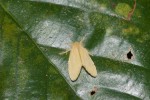 Lymantriidae ? - 25 mm Quezon National Park - 27.3.2019