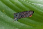 Cossidae ? - 23 mm long - Quezon National Park - 27.3.2019