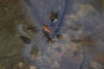 Gerridae - Limnometra nigripenis - 13 mm - Quezon National Park - 19.2.2019