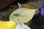 Gerridae - Limnometra nigripenis - 13 mm - Quezon National Park - 19.2.2019