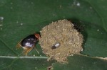 Celyphidae - Scholastinae - 5 mm - Quezon National Park - 2.3.2019