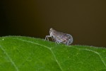 Achilixiidae probable - 6 mm - Sibuyan - 6.3.2019