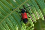 Cerambycidae - Cerambycibae - Trachyderini - Euryphagus pictus - 25 mm - Sibuyan - 13.3.2019
