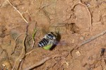 Megachilidae - Megachilinae - Megachile (Eutricharae) sp - 8 à 9 mm - Sibuyan - 14.3.2019