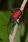 Pyrrhocoridae - Melamphaus faber - Immature - 15 mm - Sibuyan - 13.3.2019