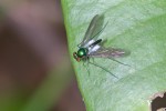 Dolichopodidae - Sciaponinae - Chrysosoma sp - 2 à 3 mm - Sibuyan - 15.3.2019