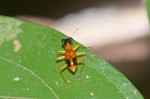 Carabidae - Cincidelinae - Cincidelini - Therates fasciatus (Fabricius,1801) - Quezon National Park - 27.3.2019