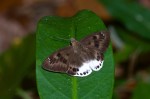Hesperiidae - Tagiades gana - 50 mm - Quezon National Park - 28.3.2019