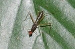 Micropezidae - Taeniapterinae - 12 mm - Quezon National Park - 28.3.2019