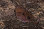 Nymphalidae - Morphinae - Faunis phaon - 100 mm - Real - 2.4.2019
