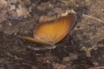 Nymphalidae - Morphinae - Faunis phaon - 100 mm Real - 2.4.2019
