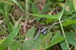 Bombyliidae - Lomatiinae - Lygira sp - 18 mm - Real - 4.4.2019