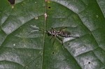 Ichneumonidae - 12 mm - Quezon National Park - 11.4.2019