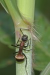 Formicidae - Polyrhachis biharmata - Hungduan - 17.4.2019