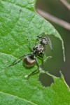 Formicidae - Polyrhachis ? - 7 mm - Hungduan - 19.4.2019